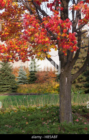 Acero in autunno rosso e giallo colori Foto Stock