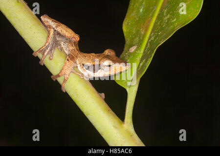 Dark-eared Raganella (Polypedates macrotis) nella foresta pluviale di notte Foto Stock