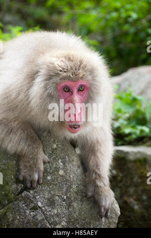 Macaque giapponese minacciando un altro scimmia (Macaca fuscata) Foto Stock