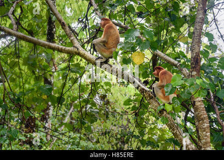 Proboscide scimmia con il naso lungo in Bako National Park, Sarawak. Borneo. Malaysia Foto Stock