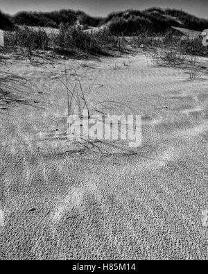 Am Strand, Langeoog. Deutschland La Germania. Una vista ravvicinata del dettaglio su un vento spiaggia spazzata. A pochi isolati fili di erba gettano ombre attraverso la sabbia ondulata. Le dune di sabbia di completare la scena in lontananza.. Fotografato con una Ricoh GRII fotocamera. Foto Stock