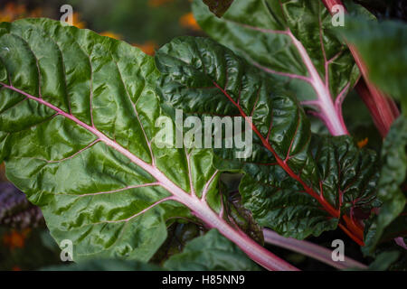 Giardinaggio organico, bietole in un orto, il fuoco selettivo Foto Stock