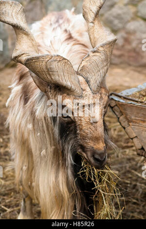 Capra con grandi corna mastica elicoidale paglia Foto Stock