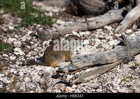 Uinta scoiattolo massa Spermophilus armatus youngster accanto a caduto albero tronco vecchio fedeli il Parco Nazionale di Yellowstone Wyoming USA Foto Stock