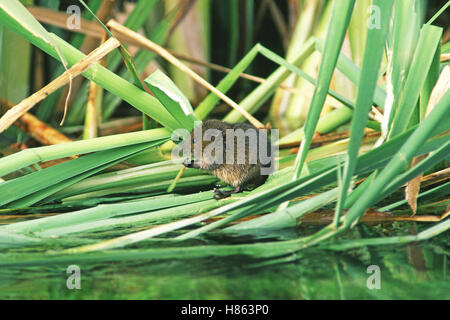 Acqua settentrionale vole Arvicola terrestris alimentare Foto Stock