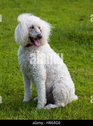 Dimensioni standard poodle sul prato con il vento che soffia i suoi capelli Foto Stock