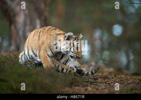 Royal tigre del Bengala ( Panthera tigris ), giocoso giovane animale, nei boschi, concentrati su qualcosa di fronte a lui. Foto Stock