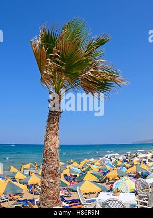 Washington Palm tree e tavole di ristorante sul bordo della spiaggia e la vista verso il mare, Stalida, Creta, l'Europa. Foto Stock