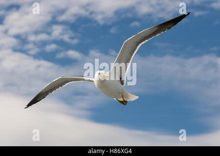 Maggiore Black Backed Gull shadowing una Crociera lasciare Oslo. Foto Stock