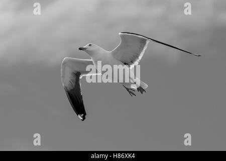 Maggiore Black Backed Gull shadowing una Crociera lasciare Oslo. Foto Stock