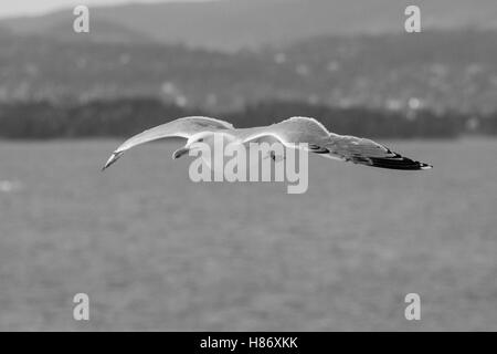 Maggiore Black Backed Gull shadowing una Crociera lasciare Oslo. Foto Stock