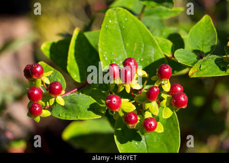 Specie di Hypericum. arbusto in rosso, marrone, frutti di bosco in estate e in autunno Foto Stock