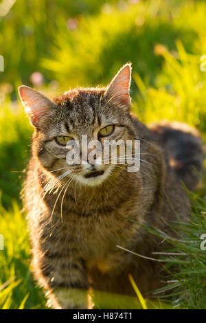 Gatto di tabby Foto Stock