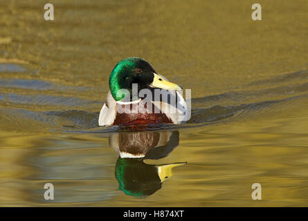 Mallard nuota in avanti con riflessi, oro brillante, verde, e marrone colori, Brandon Marsh, Warwickshire, Inghilterra, Regno Unito. Foto Stock