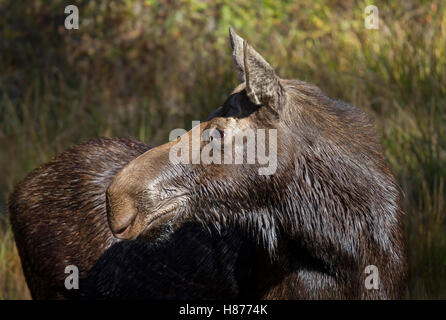 Una mucca alci pascolare in un stagno di Algonquin Park in Canada Foto Stock