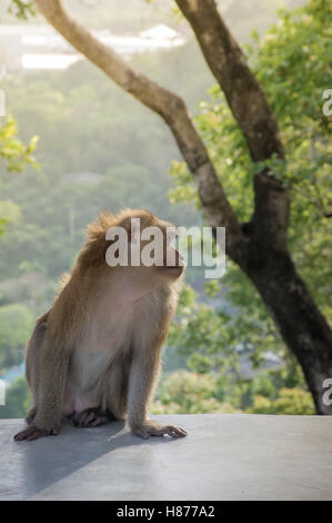 Monkey Siediti sul pavimento di cemento con lo sfondo del tramonto, è vivo nella foresta a Khao Rang Hill, Phuket, Tailandia Foto Stock