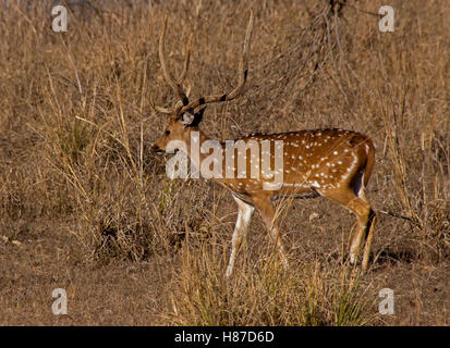 Indian cervo maschio chiamato Chital in habitat naturale del Parco Nazionale di Kanha dell India. Avvistato cervo con corna lunghe passeggiate Foto Stock