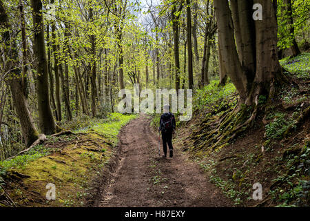 Una femmina di walker scende su di una pista attraverso il bosco di faggio nel GLOUCESTERSHIRE REGNO UNITO Foto Stock