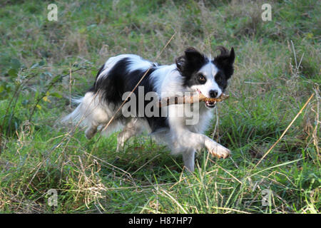 Border Collie giocando nel bosco Foto Stock