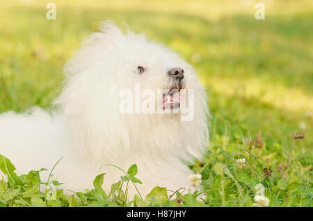 Primo piano di un Bichon bolognese rilassarsi nel parco Foto Stock