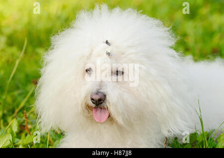 Primo piano di un Bichon bolognese rilassarsi nel parco Foto Stock