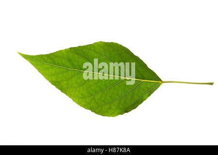 Balsam-Pappel, Balsampappel, Populus balsamifera, Populus tacamahaca, balsamo del pioppo, bam, bamtree, balsamo orientale-pioppo, hackma Foto Stock