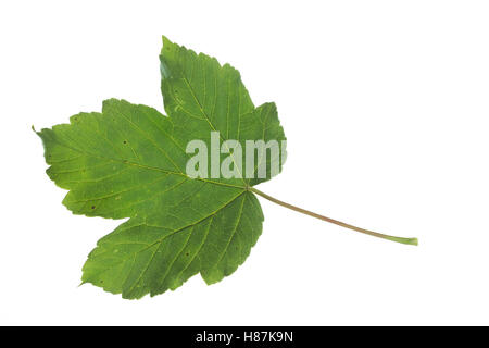 Berg-Ahorn, Bergahorn, Ahorn, Acer pseudoplatanus, Sycamore, Erable sycomore, acero di monte, l'érable sycomore. Blatt, Foto Stock