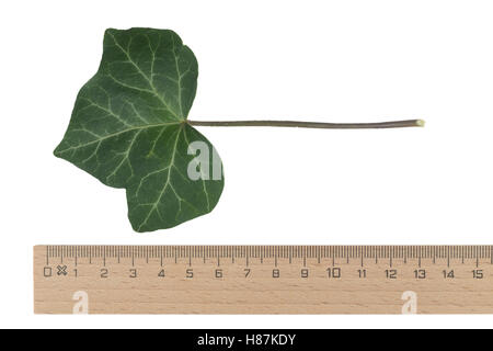 Efeu, Hedera helix, Comune di Edera inglese Ivy, Lierre grimpant. Blatt, Blätter, leaf, foglie Foto Stock