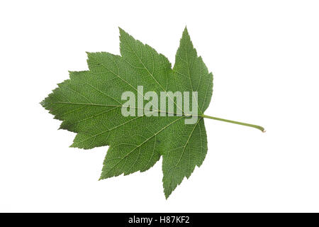 Elsbeere, Elzbeere, Sorbus torminalis, Wild Service Tree, Alisier torminal. Blatt, Blätter, leaf, foglie Foto Stock