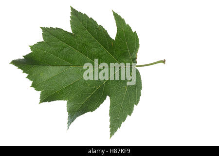 Elsbeere, Elzbeere, Sorbus torminalis, Wild Service Tree, Alisier torminal. Blatt, Blätter, leaf, foglie Foto Stock