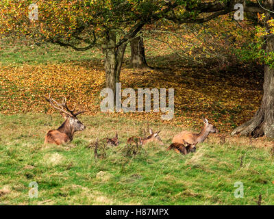 Red Deer a Studley Royal profondo Parco in autunno a Ripon Inghilterra Yorkshire Foto Stock