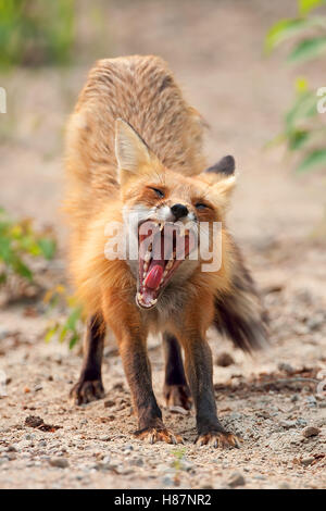 Red Fox (Vulpes vulpes vulpes) vixen sbadigli e allunga le gambe in Algonquin Park in Canada Foto Stock