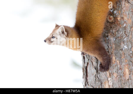 Martora salendo verso il basso nella struttura Algonquin Park in inverno in Canada Foto Stock