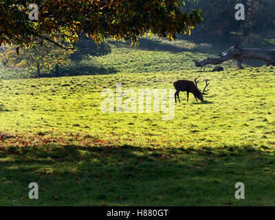 Red Deer Stag pascolo a Studley Royal Deer Park in autunno dello Yorkshire Ripon Inghilterra Foto Stock