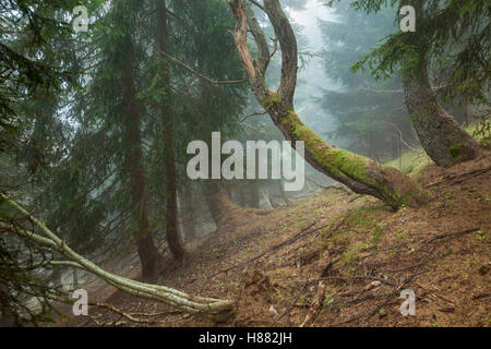 La nebbia di mattina autunnale nella foresta vicino a Sauris di Sopra, Dolomiti, Italia. Foto Stock