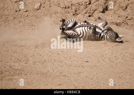 Zebra sul terreno sul suo retro. Foto Stock