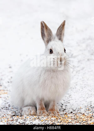 Escursioni con le racchette da neve o lepre variabile lepre (Lepus americanus) in inverno in Canada Foto Stock