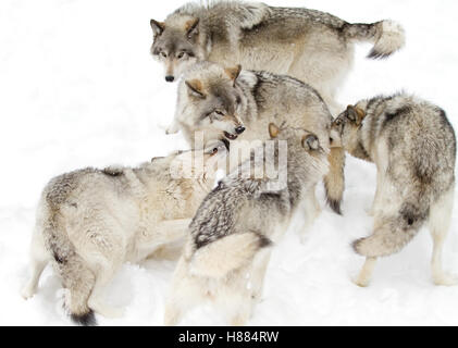 Legname wolf pack o lupo grigio a giocare nella neve invernale in Canada Foto Stock