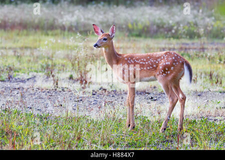 White-Tailed Deer Fawn nel prato in Canada Foto Stock