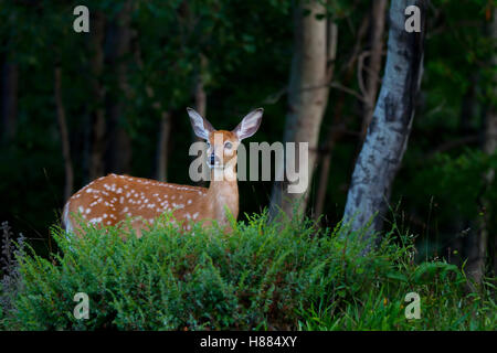 White-Tailed Deer Fawn nella foresta in Canada Foto Stock