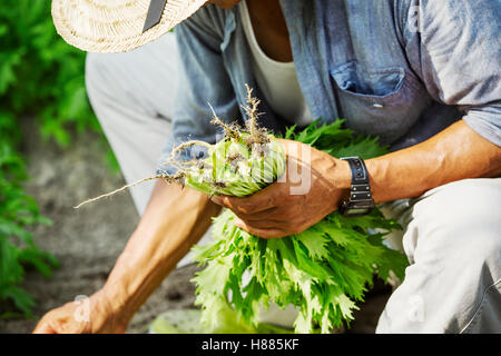 Un ma lavora in una serra la raccolta di un prodotto commerciale, il mizuna ortaggio. Foto Stock