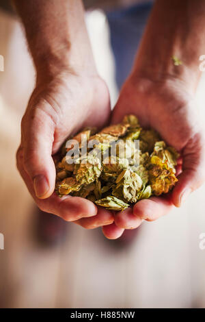 Close up di mani umane holding luppolo essiccato. Gli ingredienti della birra. Foto Stock
