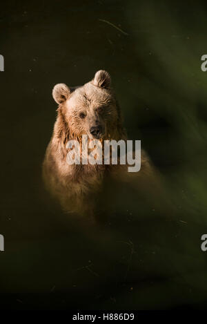 Orso grizzly in acqua in un parco nazionale di Izmir, Turchia. Foto Stock