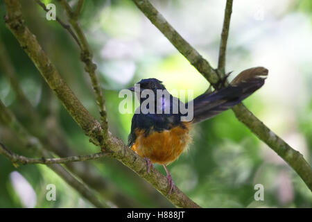 Bianco-rumped shama (Copsychus malabaricus) nella valle di Waimea su Oahu, Hawaii, Stati Uniti d'America. Foto Stock