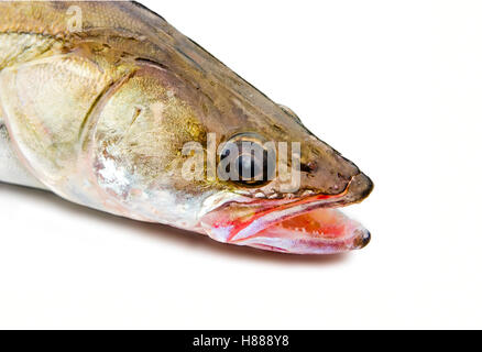 Capo di un grande pesce persico luccio su sfondo bianco Foto Stock