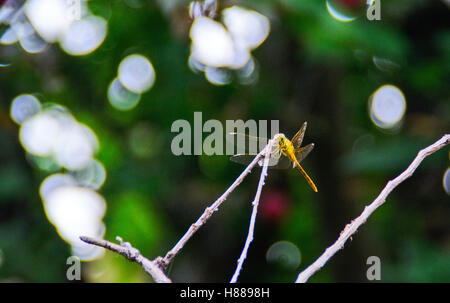 Libellula giallo in piedi sul bordo del giardino. Foto Stock