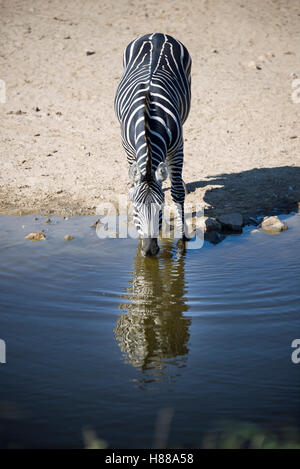 Zebra è acqua potabile da un laghetto con la sua riflessione. Foto Stock