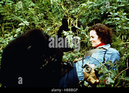 Gorilla im Nebel, (Gorilla nella nebbia), USA 1988, Regie: Michael impiegati, Sigourney Weaver, Stichwort: Gorilla Foto Stock