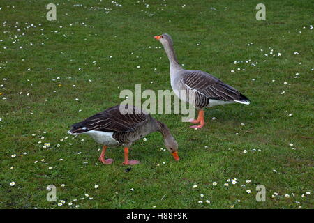 Coppia di oche Graylag sull'erba Foto Stock