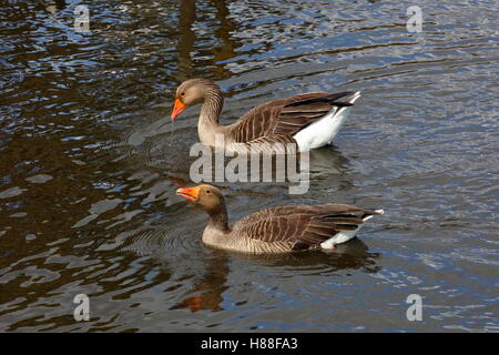 Coppia di oche Graylag paddling graziosamente sul lago Foto Stock